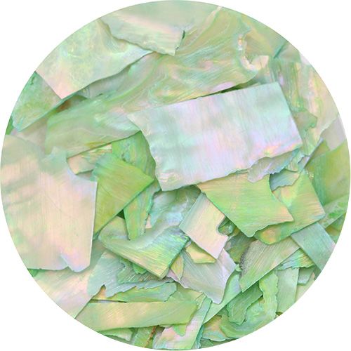 スライスシェル ライムグリーン【お取り寄せ】【ゆうパケット】