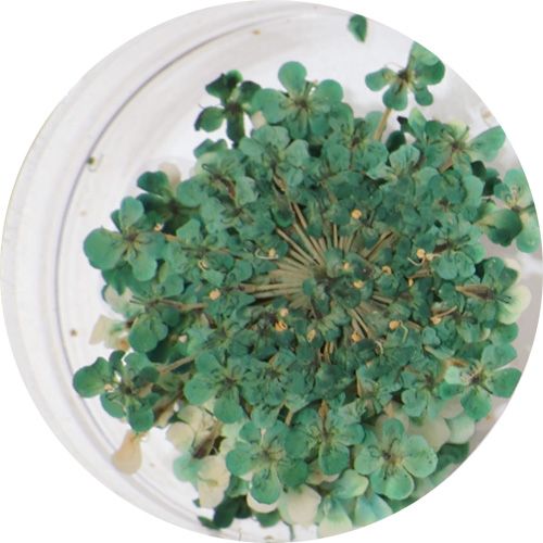 Lace Flower ColorSelect ForestGreen【ゆうパケット】