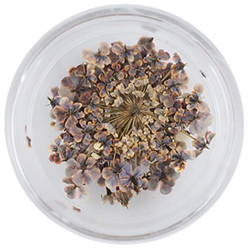 Lace Flower 48SepiaMauve【ゆうパケット】